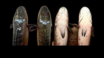 PHÂN BIỆT CÁ LÓC NUÔI VÀ CÁ LÓC ĐỒNG|| RẤT GIỐNG NHAU NHƯNG GIÁ MỘT TRỜI MỘT VỰC|| CÁ QUẢ - CÁ TRÀU