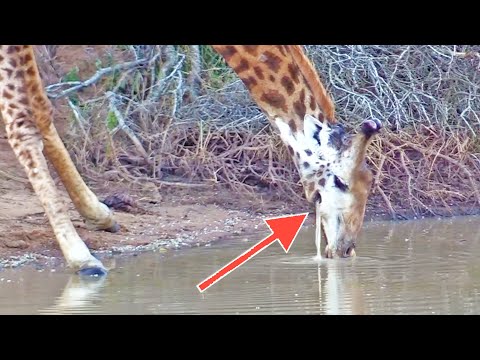 Giraffe That Can Never Drink Because Water Keeps Falling Out