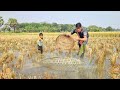 Amazing Fishing By Bamboo Tools Polo Trap In Paddy Field Water.Traditional Smart Boys Fishing Video.