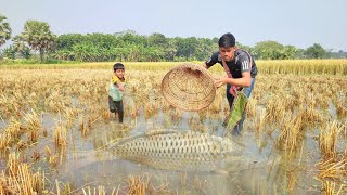 Amazing Fishing By Bamboo Tools Polo Trap In Paddy Field Water.Traditional Smart Boys Fishing Video.