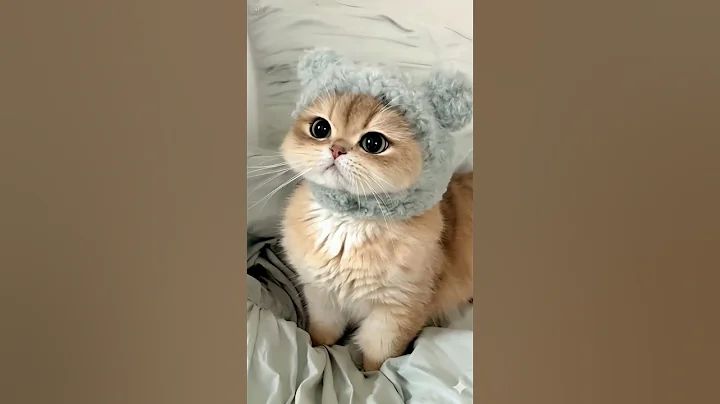 Video 11777751: british shorthair golden kitten, shaded british shorthair kitten, cutest british shorthair kitten, little british shorthair kitten, british shorthair blue kitten, fluffy kitten