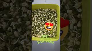 Cara membuat tauge super cepat