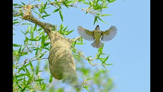 Amazing nest building bird Baya Weaver Bird