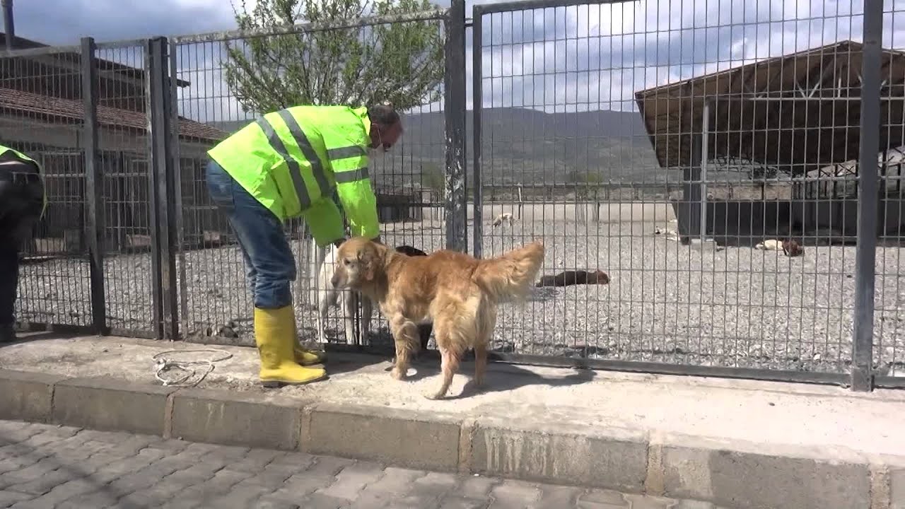 Sokak Kopekleri Kisirlastiriliyor Youtube