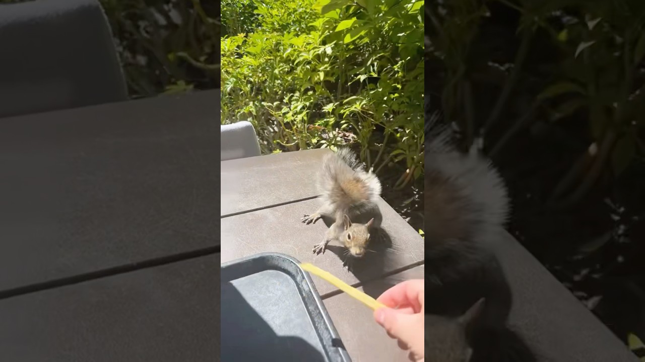 Funny squirrel 🐿️ 