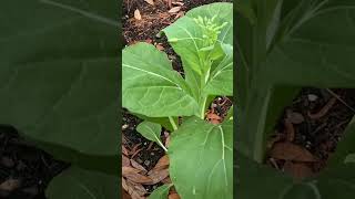 End of the April 2025 Garden Tour #garden #veggiegarden #youtubeshorts #trending #viralshort #asmr