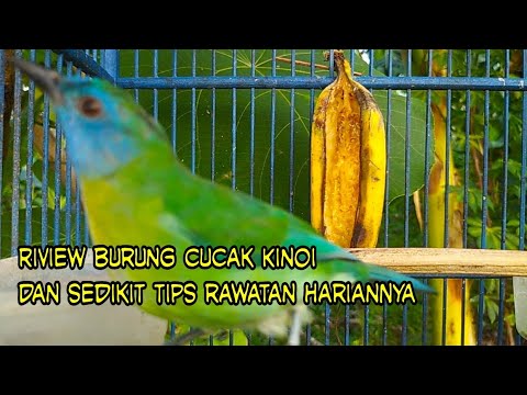riview burung cucak Kinoi & rawatan harian biar rajin bunyi - YouTube