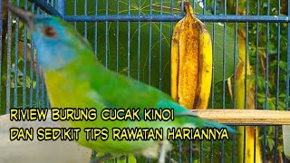 Download Lagu riview burung cucak Kinoi \u0026 rawatan harian biar rajin bunyi MP3