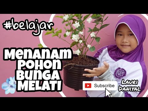 Cara gampang menanam pohon bunga melati 