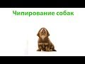 Чипирование Собак &amp; Зачем Чипировать Животных. Ветклиника Био-Вет