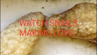 Amazing Animal Sex / Snails making love