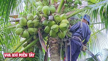 Bất đắc dĩ chủ nhà phải cưa bỏ 3 cây Dừa Siêu trái nằm cạnh nhà.