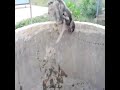 Mother monkey saves her baby from well, video goes viral