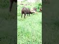Ankole Bull S Fight