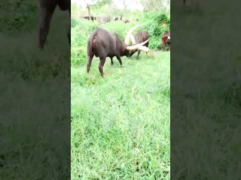 Ankole Bull S Fight 