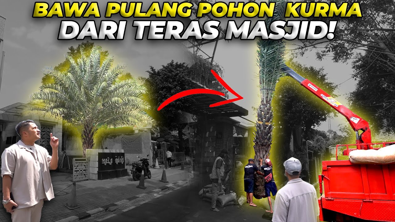 TANAM POHON KURMA, BERBUAH DURIAN KESUKAAN MPOK ALPA...! 