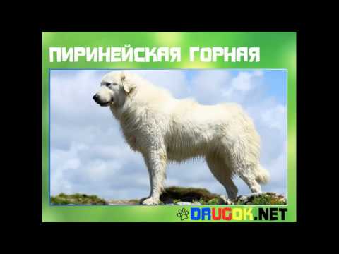 Пиринейская горная собака