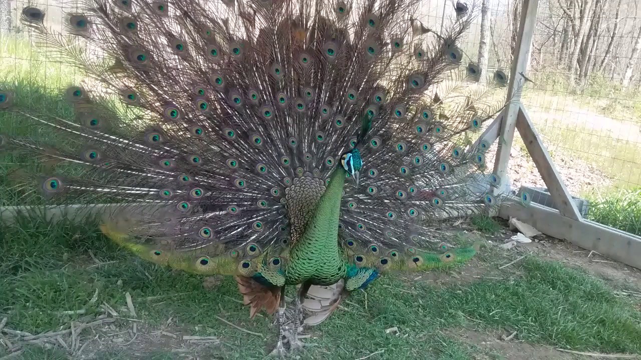 java green peacock youtube