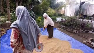 Kearifan Lokal Panen Padi di Kampung || Kacapi suling