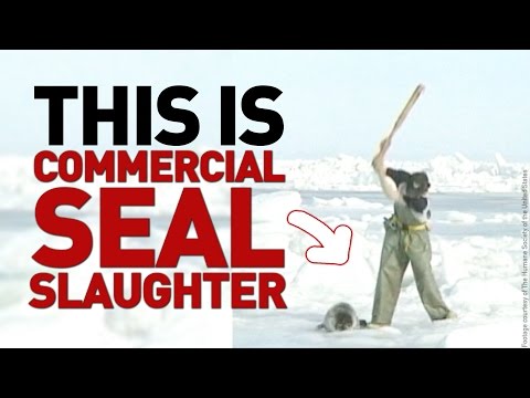 WTF: This is Canada’s Commercial Seal Slaughter