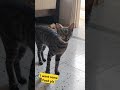 #cat