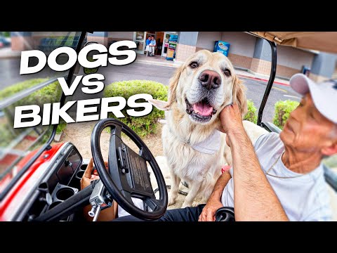 Top 8 Biker and Dogs Moments! [Motovlog 237]
