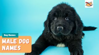 Male Dog Names: 20 Most Popular Names For Your Puppy! by Marvelous Dogs 325 views 2 years ago 3 minutes, 42 seconds