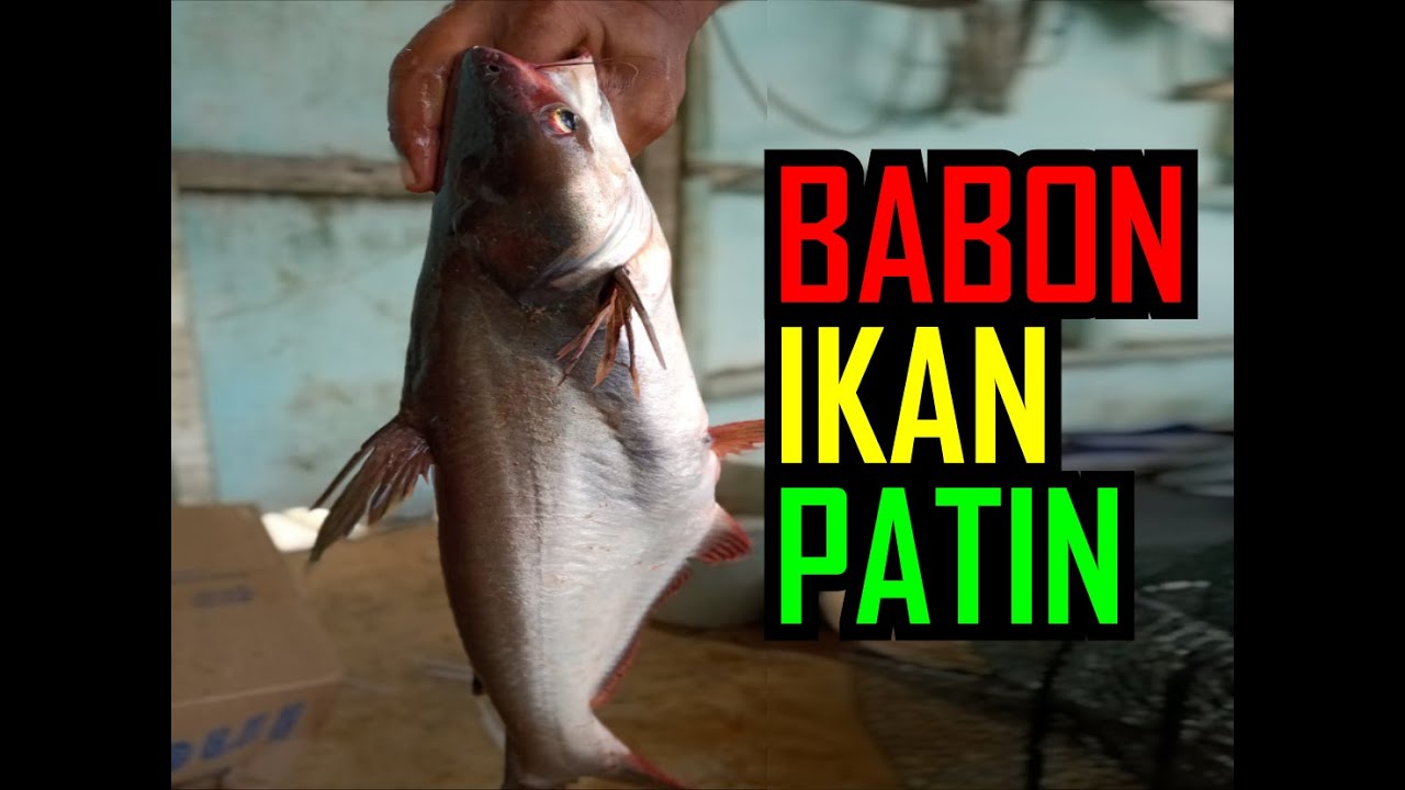 Babon ikan patin ( waduk wadaslintang )