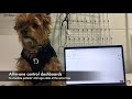 Real-time dog monitoring with Dinbeat UNO