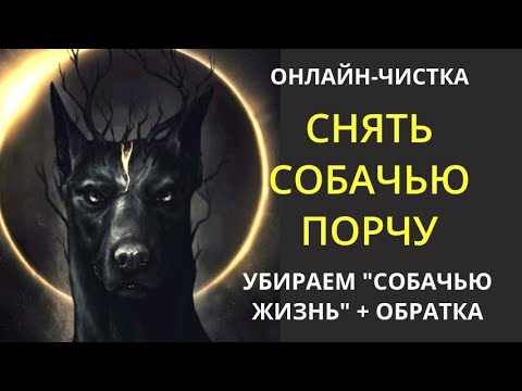 🔥СНЯТЬ "СОБАЧЬЮ" ПОРЧУ l ОНЛАЙН-РИТУАЛ + ОБРАТКА 🔥