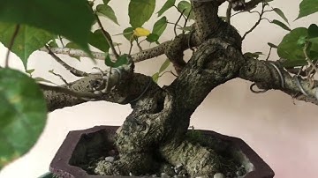 Basic Bonsai Lessons: The Primary Branches of your Bonsai Tree