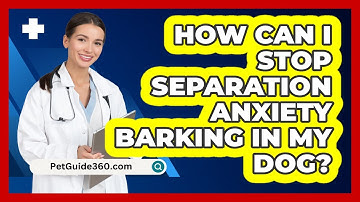 How Can I Stop Separation Anxiety Barking In My Dog? - PetGuide360.com
