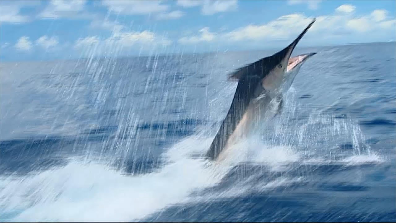 Calypso Fishing Adventures: Marlin Fishing Port Stephens, Giant