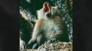 Rock Hip Hop Instrumental - Primal