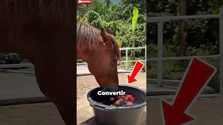 🍎 EL JUEGO PARA CABALLOS QUE PARECE FÁCIL... PERO NO LO ES 😳 #animals #shorts #viral #horse
