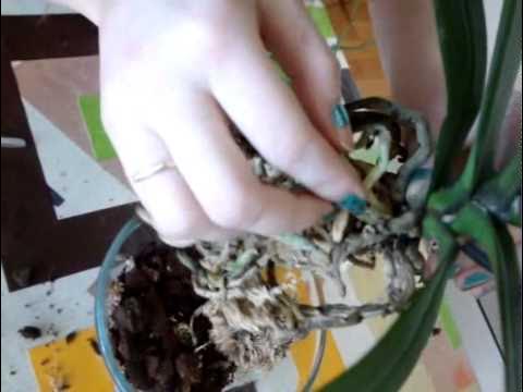 Можно пересадить орхидею с цветоносом. Пересадить орхидею. Пересадить орхидею. Детки орхидеи с мамкой. Пересадка орхидеи фаленопсис.