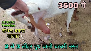 Heavy weight Goats available Sambhal Moradabad UP