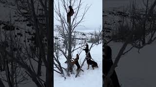 mountain lions are amazing climbers! treed by the dogs… #hunting #lions #hunter #dogs #ramadan