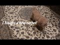 Persian carpet｜新しい絨毯とラキ　#トイプードル #toypoodle #犬