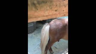 Vlog Пони Съела Майку