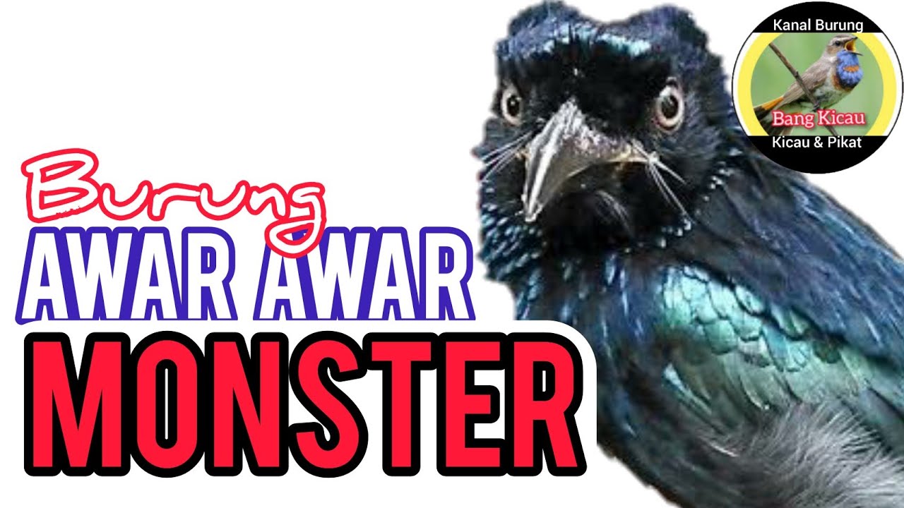 AWAR AWAR kesurupan || burung awar awar monster || pancingan AMPUH burung MACET