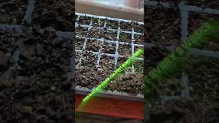 Part 2 of my succulent seeds pods.