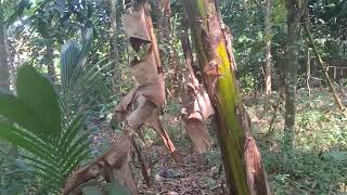 Pekarangan Di Belakang Rumah
