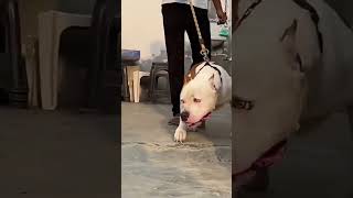I Watching Mitra Di Kali I New Pitbull Dog My Video And Like Subscriber