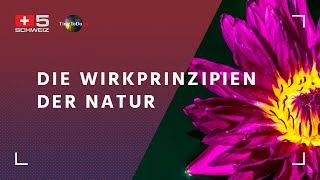 Die Wirkprinzipien der Natur, TTD-Sendung mit André Siegel vom 06.04.2021