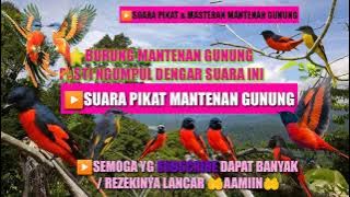 suara pikat mantenan gunung manggil rombongan