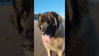LOOK AT MESSI WITH THE BALL SKILLS #leonberger #dog #beach #messi messi