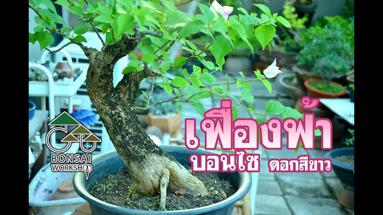 Gu Bonsai Workshop : บอนไซต้นเฟื่องฟ้า | การออกแบบสวนผัก, สวนครัว, ปลูกผัก