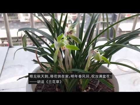 兰花草.mp4