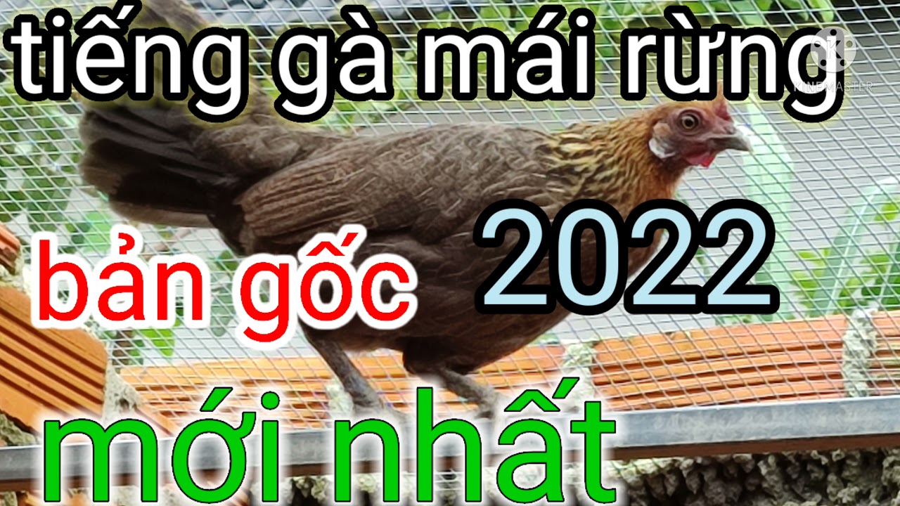Tiếng Gà Mái Rừng Kêu Mồi Chuẩn Mới Nhất | Bẫy Gà Rừng... - youtube